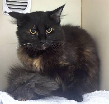 Domestic Long Hair Cats Available for Adoption in Dedham, Massachusetts - MOCHA | PetCurious