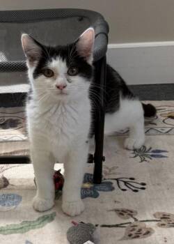 Kelee -  Domestic Short Hair Cat Available for Adoption - Kelee | PetCurious