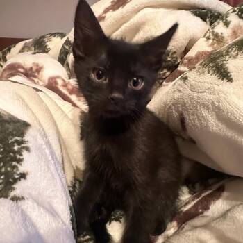 Batrick -  Domestic Short Hair Cat for Adoption in Warr Acres, Oklahoma - Batrick | PetCurious