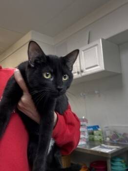 Rescue Domestic Short Hair Cats for Adoption in Morristown, New Jersey - Steve Irwin | PetCurious