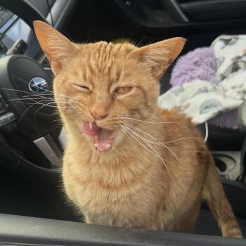 Tabby Cats Available for Adoption - "Orange Cat" | PetCurious