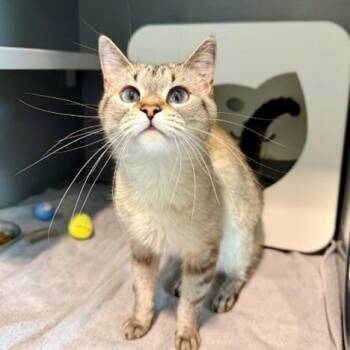 Domestic Short Hair Cats Available for Adoption in Leesburg, Virginia - CHERYL | PetCurious
