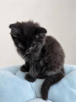 Domestic Long Hair Cats Available for Adoption in Oswego, South Carolina - Turbulence  | PetCurious