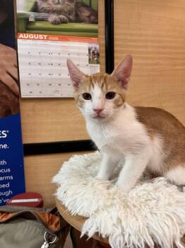 Tiger -  Domestic Short Hair Cat for Adoption in Scottsdale, Arizona - Tiger | PetCurious