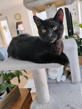Wini (FF/FA) -  Domestic Short Hair Cat for Adoption in Sainte-angèle-de-monnoir, Quebec - Wini (FF/FA) | PetCurious