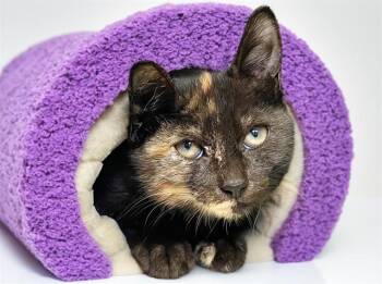 HARLEY -  Domestic Short Hair Cat for Adoption in Fort Lauderdale, Florida - HARLEY | PetCurious