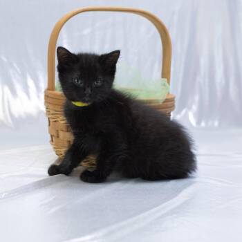 Roy-C -  Domestic Short Hair Cat for Adoption in East St. Louis, Illinois - Roy-C | PetCurious