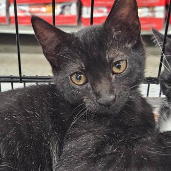 Kip -  Domestic Short Hair Cat for Adoption in Springfield, Illinois - Kip | PetCurious