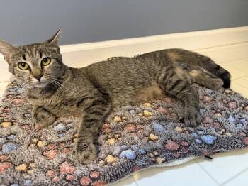 Carissa -  Tabby and Domestic Short Hair Cat for Adoption in Georgetown, Kentucky - Carissa | PetCurious