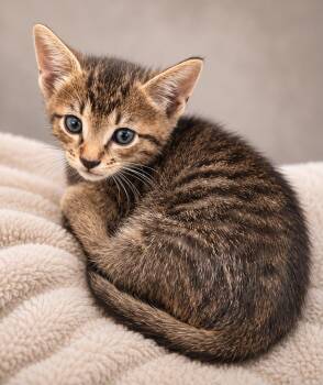 Bombu -  Tabby Cat for Adoption in Miami, Florida - Bombu | PetCurious