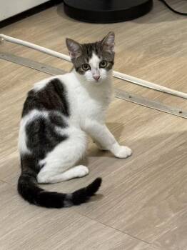 Snow -  Tabby and Domestic Short Hair Cat for Adoption - Snow | PetCurious