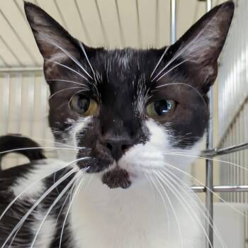 Rescue Domestic Short Hair Cats for Adoption in West Jefferson, Ohio - Bandit- Bonded With Her Son Snowball | PetCurious