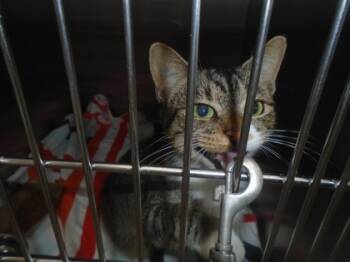 Rescue Domestic Short Hair Cats for Adoption in Chesapeake, Virginia - Call Me Cruella | PetCurious