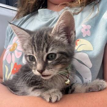 Bumblebee -  Domestic Medium Hair Cat for Adoption in Westminster, California - Bumblebee | PetCurious