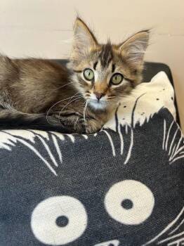 Jo -  Domestic Medium Hair Cat for Adoption in Effingham, Illinois - Jo | PetCurious