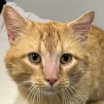 Harvey -  Domestic Short Hair Cat for Adoption in Murray, Utah - Harvey | PetCurious