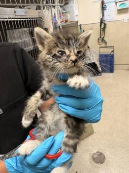 Domestic Short Hair Cats Available for Adoption in Riverside, California - A1913940 | PetCurious