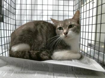 Domestic Short Hair Cats Available for Adoption in Houston, Texas - JULIE | PetCurious