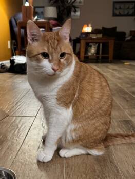 Rescue Domestic Short Hair Cats for Adoption in Hampton, Virginia - Colby | PetCurious