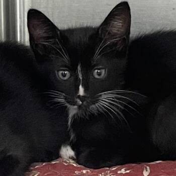 Domestic Short Hair Cats Available for Adoption in Port Charlotte, Florida - Korah | PetCurious