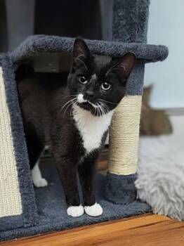 Domestic Short Hair Cats Available for Adoption in Westfield, Wisconsin - Stash #2 | PetCurious