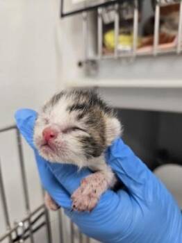 Turtle 1205-26 -  Domestic Short Hair Cat for Adoption in Cumming, Georgia - Turtle 1205-26 | PetCurious
