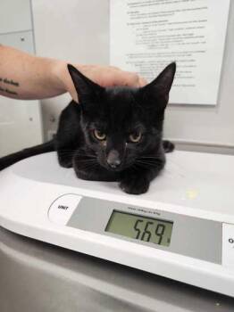 Rescue Domestic Short Hair Cats for Adoption in Sevierville, Tennessee - Andy | PetCurious