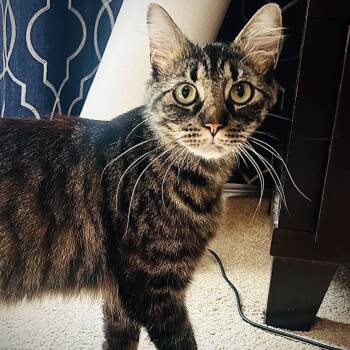 Domestic Medium Hair Cats Available for Adoption in Portland, Oregon - Stormy | PetCurious