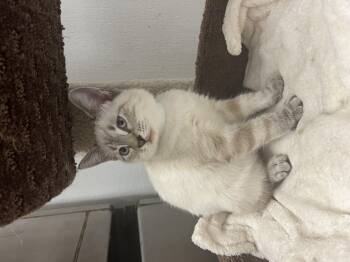 Rescue Siamese Cats for Adoption in Palmetto, Florida - Chowder | PetCurious