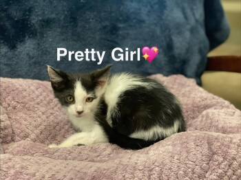Pretty Girl -  Domestic Medium Hair Cat for Adoption in Lunenburg, Massachusetts - Pretty Girl | PetCurious