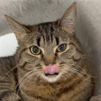 Domestic Short Hair Cats Available for Adoption in Murray, Utah - Linda | PetCurious