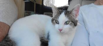 American Shorthair Cats Available for Adoption - Toots | PetCurious