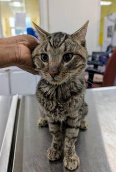 Rescue Domestic Short Hair Cats for Adoption - OSCAR | PetCurious