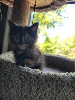 Millie -  Domestic Medium Hair Cat for Adoption in Saint Charles, Missouri - Millie | PetCurious