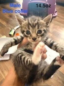 Strudel -  Domestic Short Hair and Tabby Cat for Adoption in Ruskin, Florida - Strudel | PetCurious