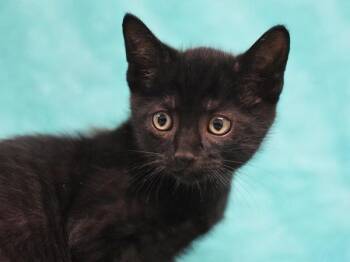 Carl -  Domestic Short Hair Cat for Adoption in Portland, Oregon - Carl | PetCurious