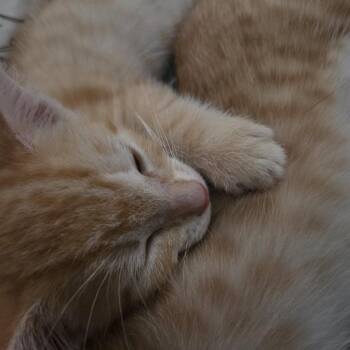 Tubay -  Domestic Short Hair Cat for Adoption in Westminster, California - Tubay | PetCurious