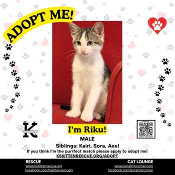 Riku -  Domestic Short Hair Cat for Adoption in OSBORNVILLE, New Jersey - Riku | PetCurious