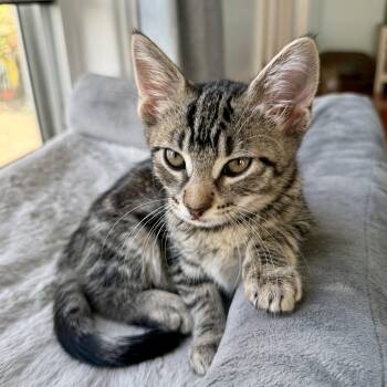 Twyla -  Domestic Short Hair Cat for Adoption in Los Angeles, California - Twyla | PetCurious