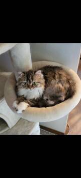 Margo -  Persian Cat for Adoption in Vancouver, Washington - Margo | PetCurious