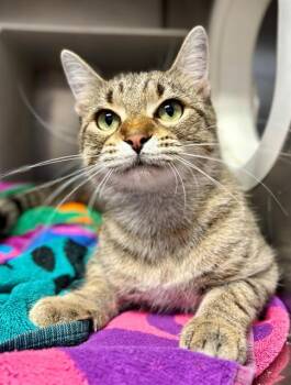 BOODLES -  Domestic Short Hair Cat for Adoption in York, South Carolina - BOODLES | PetCurious