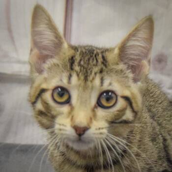 Rhonda -  Tabby and Domestic Short Hair Cat for Adoption in Huntley, Illinois - Rhonda | PetCurious