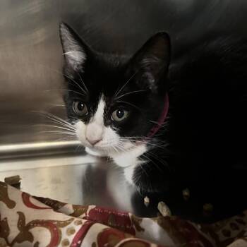 Joan Jett -  Domestic Short Hair Cat for Adoption in Chattanooga, Tennessee - Joan Jett | PetCurious