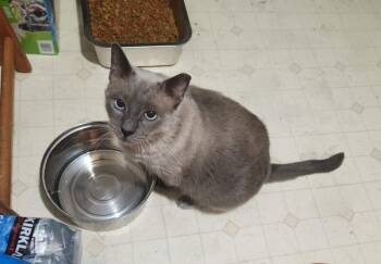 Applehead Siamese and Balinese Cats Available for Adoption - Siam | PetCurious