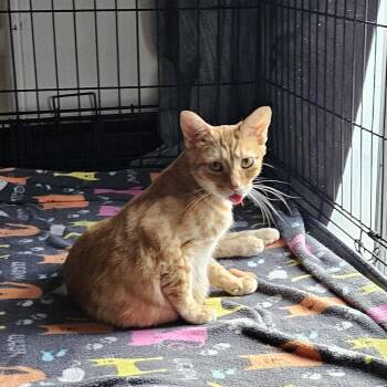 Rescue Domestic Short Hair Cats for Adoption in Wilmington, North Carolina - Sunshine | PetCurious