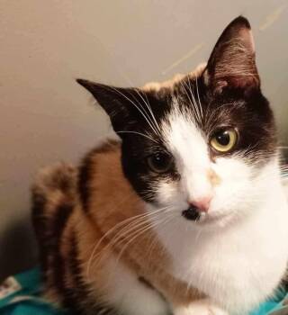 Delores -  Calico Cat for Adoption in Inez, Kentucky - Delores | PetCurious