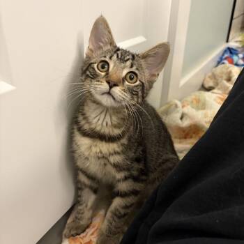 Blossom -  Domestic Short Hair Cat for Adoption in Louisville, Kentucky - Blossom | PetCurious