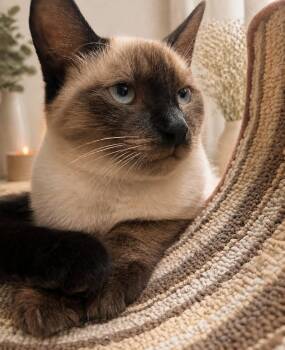 Chloe -  Siamese Cat for Adoption in Hazlet, New Jersey - Chloe | PetCurious