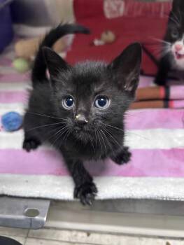 Tag -  Domestic Short Hair Cat Available for Adoption in Greensboro, North Carolina - Tag | PetCurious