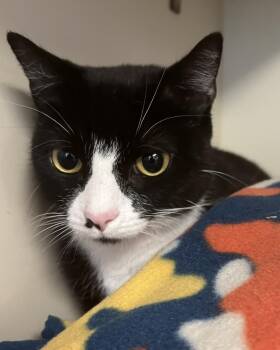 Victoria -  Domestic Short Hair Cat for Adoption in Windsor, Connecticut - Victoria | PetCurious